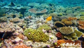珊瑚礁的形成条件与过程