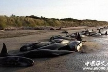 鲸鱼集体自杀之谜