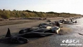 鲸鱼集体自杀之谜