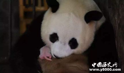 全球最小熊猫幼仔出生_全球最小熊猫幼仔有多重