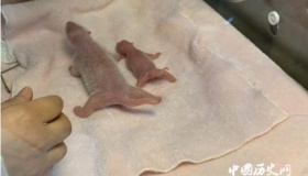 全球最小熊猫幼崽平安出生
