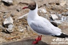贼鸥——强悍的偷食者