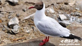 贼鸥——强悍的偷食者