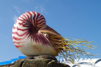 鹦鹉螺现在还有吗_鹦鹉螺为什么是活化石