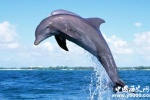海豚真的比人类聪明吗