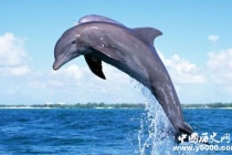 海豚真的比人类聪明吗