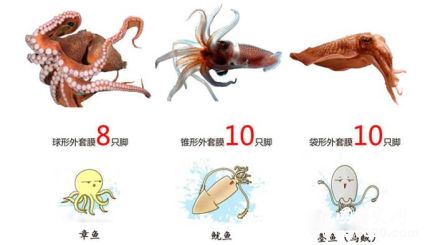 章鱼、乌贼、鱿鱼的区别有哪些