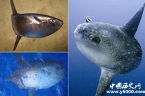 翻车鱼为什么叫翻车鱼