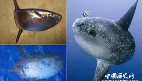 翻车鱼为什么叫翻车鱼