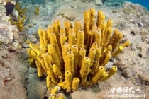 海绵动物——结构最简单的多细胞动物