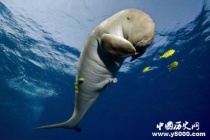 儒艮——传说中的美人鱼