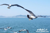 海鸥——海上天气预报员