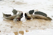 弹涂鱼：离开水也能活 会跳能爬树