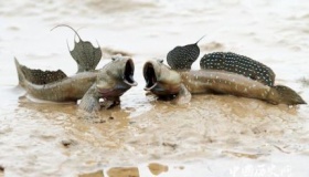 弹涂鱼：离开水也能活 会跳能爬树