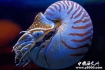 鹦鹉螺——地球上最古老的海洋动物