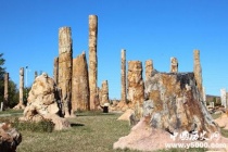 化石林的形成经历了怎样的过程