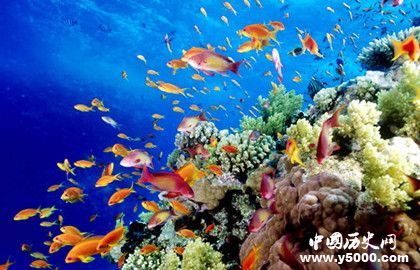 大堡礁在哪_大堡礁有什么动物_中国历史网