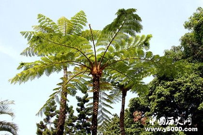 被称为活化石的植物有哪些_盘点被称为活化石的植物_中国历史网