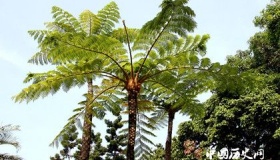 被称为活化石的植物有哪些