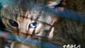 法国发现猫科新物种：猫和狐狸的“混合体”
