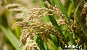 中国杂交水稻非洲创高产纪录