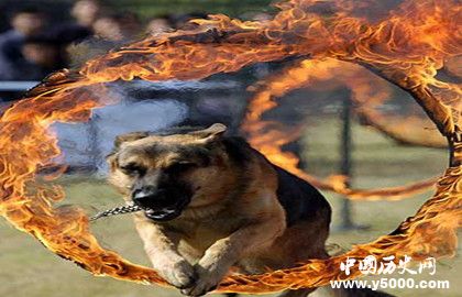 警犬的来源_警犬的作用_中国历史网