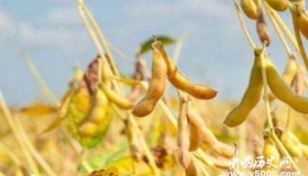 基因编辑助大豆在南方丰产
