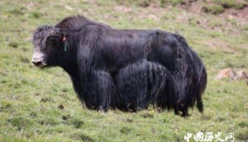 世界首个无角牦牛培育成功有什么意义