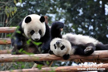 大熊猫怎么繁殖生育的_大熊猫繁殖方式能力和特点_中国历史网