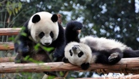 大熊猫的繁殖方式能力和特点介绍