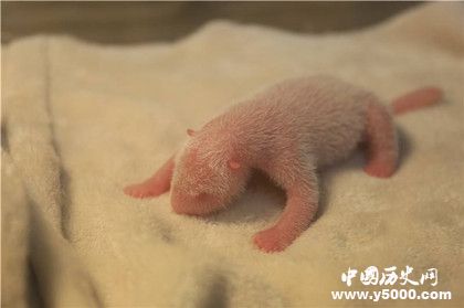 大熊猫怎么繁殖生育的_大熊猫繁殖方式能力和特点_中国历史网