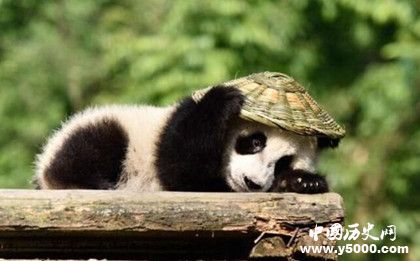 大熊猫阿宝诞下龙凤胎_大熊猫阿宝诞下龙凤胎成全球最重_中国历史网