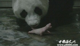 大熊猫阿宝诞下龙凤胎成全球第一重