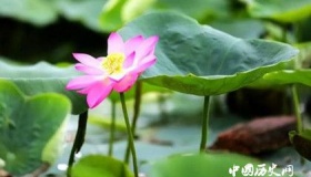 圆明园百年古莲复活开花 莲花千年为什么还能开花