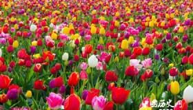 国花的起源及中国没有国花的原因