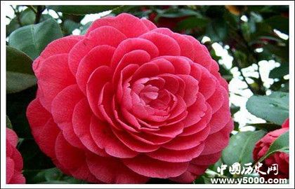 中国十大名花是哪十种花_中国十大名花的文化内涵_中国历史网