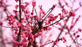 中国十大名花的文化内涵分别是什么