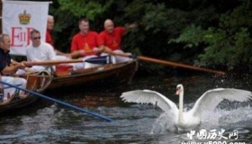 2019年度英国王室鹅口普查开始