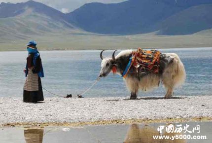 藏族为什么不吃鱼_藏族不吃鱼的原因是什么