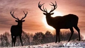 鄂温克族：中国唯一饲养驯鹿的民族