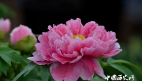 国花评选牡丹以得票高达79.71%胜出