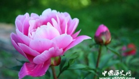 国花民意调查出炉：哪种才配得上国花的称呼