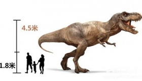 中国发现亚洲霸王龙足迹究竟长什么样