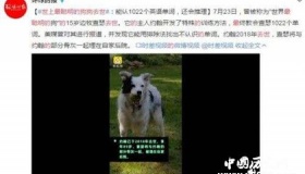 狗狗会1000多个单词你信不信