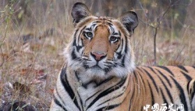 红外相机首次拍摄到孟加拉虎  说明生态环境相当不错