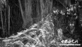 中国科研人员首次在野外拍到孟加拉虎活体照片