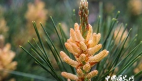 世界六大国宝：中国，日本，南非皆上榜，你认识几个