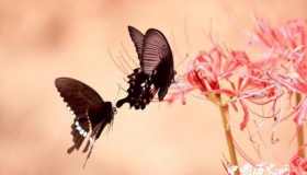 中国历史十大爱情故事：个个都是经典 哪一个让你动容