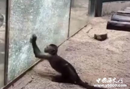 动物园猴子砸玻璃_动物园猴子为什么砸玻璃_动物园砸玻璃的是只什么猴子