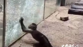 动物园猴子砸玻璃 这只猴子太聪明